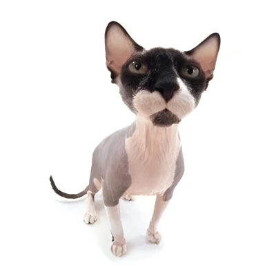 Chat with Isa, the Cartoon character AI chatbot