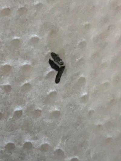 Chat with Rat turds, 1, 2 & 3, the  character AI chatbot