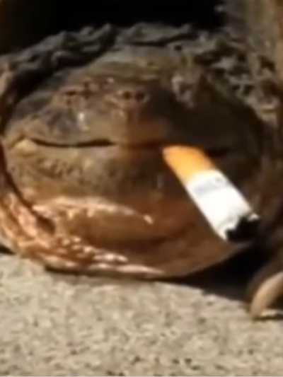 Chat with Turtle named Robert, the Anime character AI chatbot