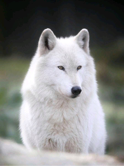 Chat with Female wolf, the  character AI chatbot