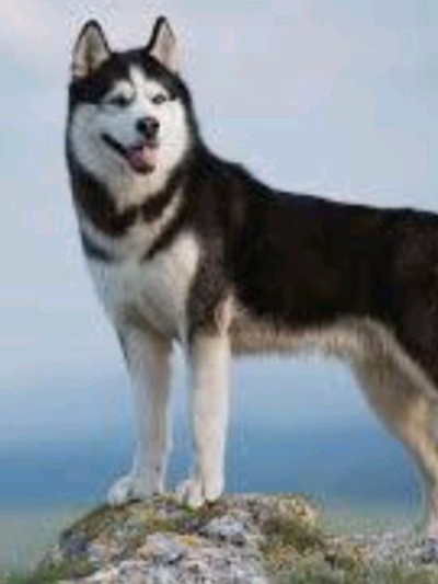 Chat with Rex, the  character AI chatbot