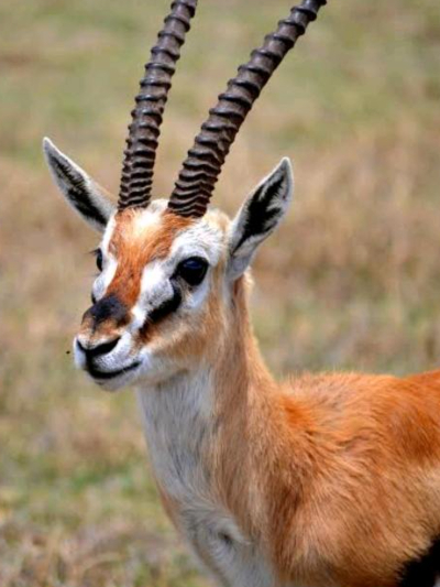 Chat with Gazelle, the OC character AI chatbot