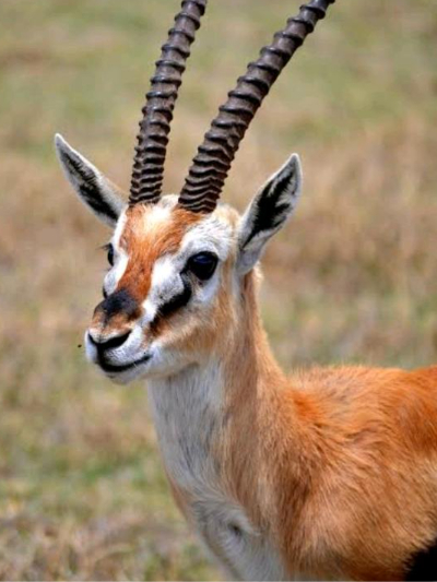 Chat with Gazelle, the OC character AI chatbot