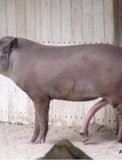 Chat with Anta(zoo), the BL & ABO character AI chatbot