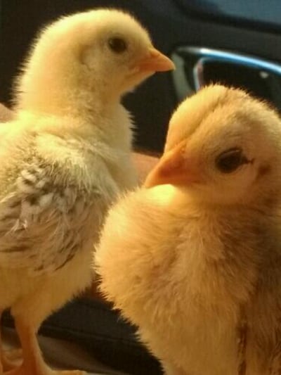 Chat with CLEO & NUGGET, the OC character AI chatbot