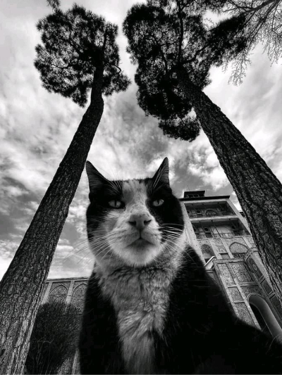 Chat with Jack, the Anime character AI chatbot