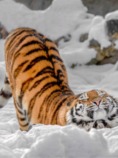 Chat with Jupiter!, the Furry character AI chatbot