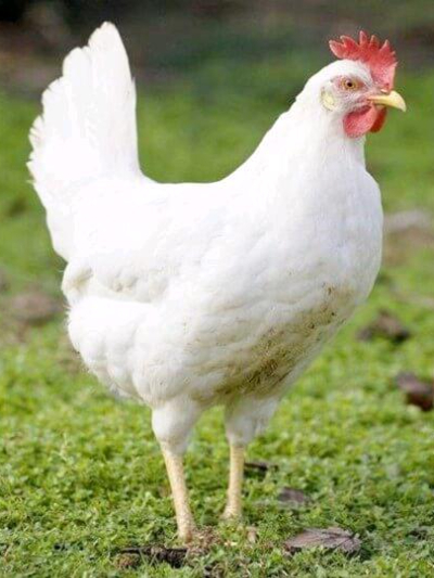 Chat with Sophia una gallina, the Anime character AI chatbot