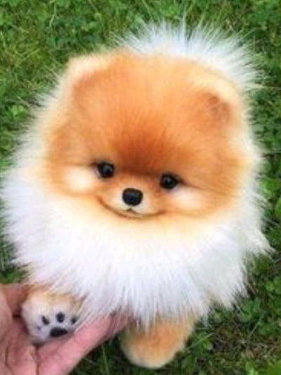 Chat with Lola la cachorrita, the  character AI chatbot