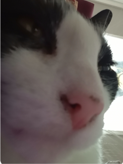 Skunk_avatar