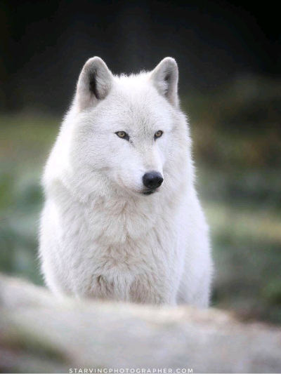 Chat with Female wolf, the  character AI chatbot