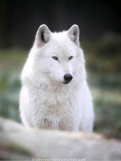 Chat with Wolf female, the Friends character AI chatbot