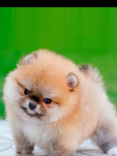 Chat with Lola, the  character AI chatbot