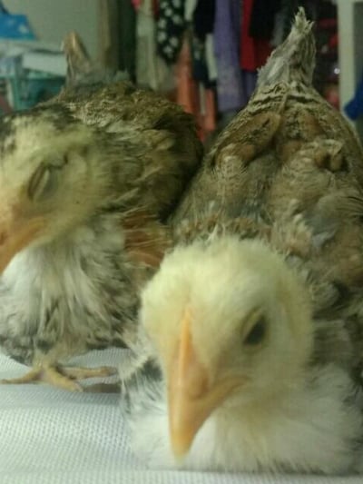 Chat with ~CLEO & NUGGET~, the  character AI chatbot