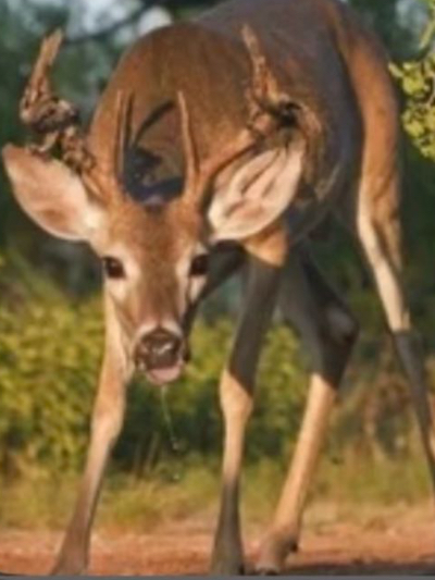 Chat with Deer civilization, the RPG character AI chatbot