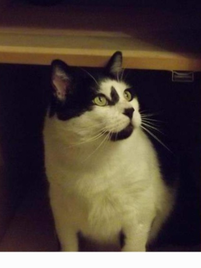 Chat with Bob, the  character AI chatbot