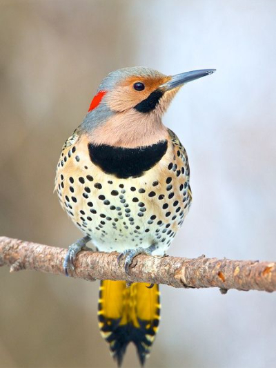 Chat with Flicky, the Helpers character AI chatbot