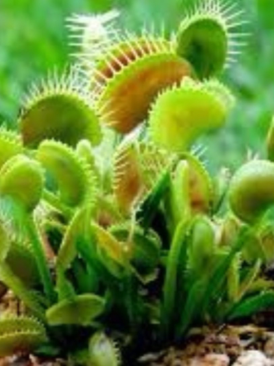 Chat with Venus flytrap, the Game Characters character AI chatbot