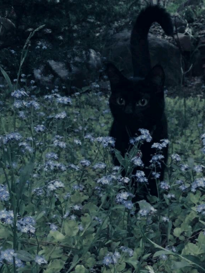 Chat with Melih emre, the  character AI chatbot