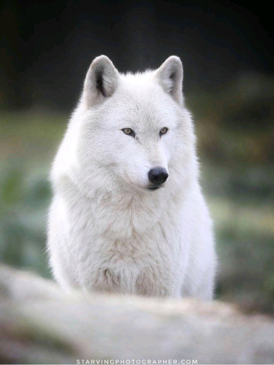 Chat with Wolf female, the  character AI chatbot