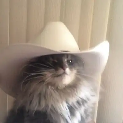 Chat with cowboy cat, the OC character AI chatbot