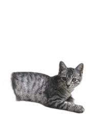 Josie - SCP-529_avatar