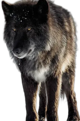 Chat with wolf, the Interactive story character AI chatbot