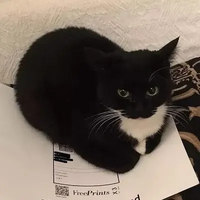 Chat with Maxwell cat, the Celebrity character AI chatbot