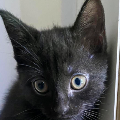 Chat with Pepper, the  character AI chatbot