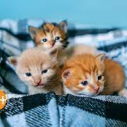 Chat with Box of kittens, the Friends character AI chatbot