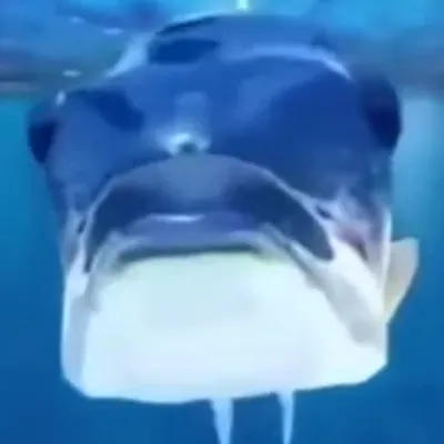 Chat with Fish, the OC character AI chatbot