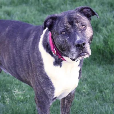 Chat with Tank, the  character AI chatbot