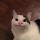 Beluga_avatar