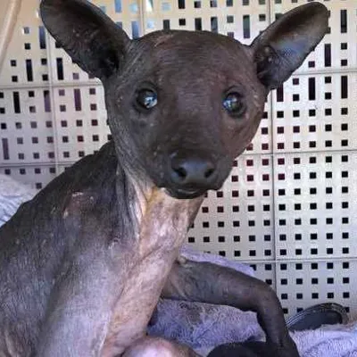 Chat with Norton Campbell, the Game Characters character AI chatbot