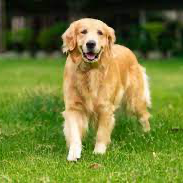 Chat with Molly, the  character AI chatbot