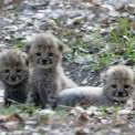 Chat with Three cheetah cubs, the Friends character AI chatbot
