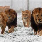 Chat with Pride of the north, the Movie & TV character AI chatbot