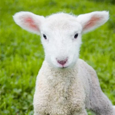 Chat with Mew mew, the RPG character AI chatbot