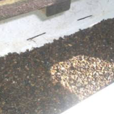 Chat with OC AI Character: Bathtub with worms