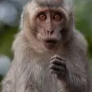 Chat with monkey, the Anime character AI chatbot