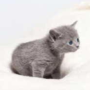 Chat with Pepsi, the  character AI chatbot