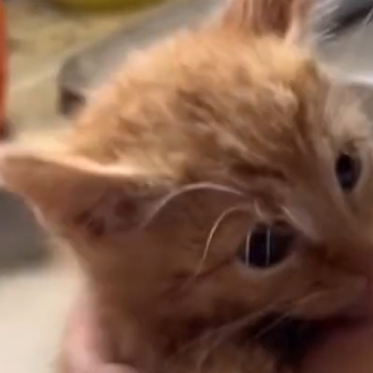 Chat with Bobby, the  character AI chatbot