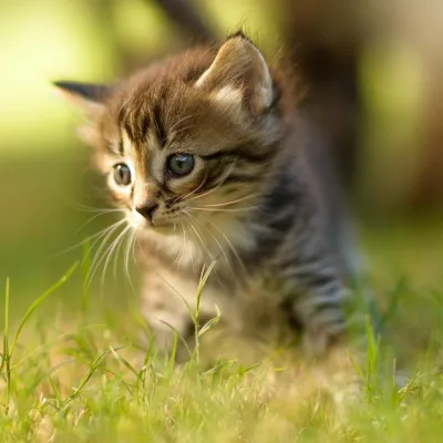 Kitty_avatar