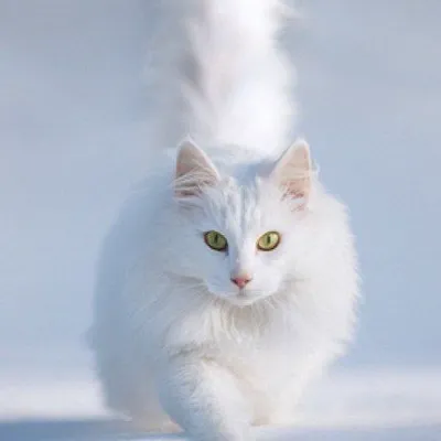Snowball_avatar