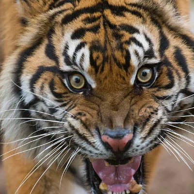 Tigger_avatar