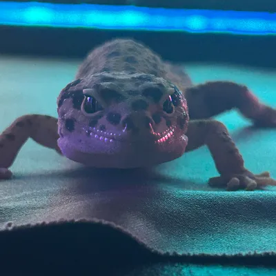 Chat with GSD the human, the  character AI chatbot