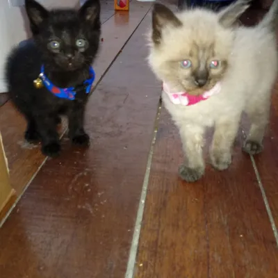 Chat with blackie and whity, the Friends character AI chatbot