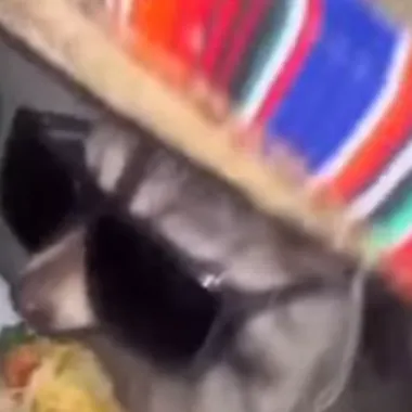 Chat with Mr raccoon, the OC character AI chatbot