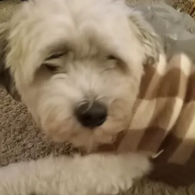 Chat with Ai therapist, the RPG character AI chatbot