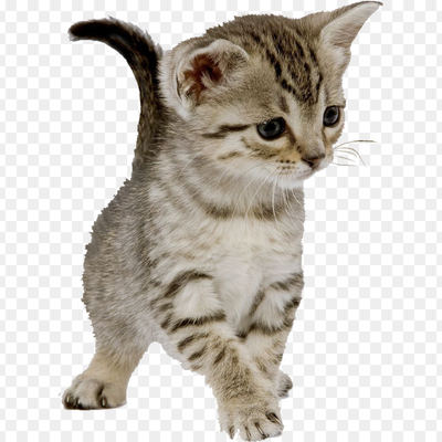 Stray kitten_avatar